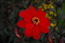 image of flower
