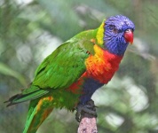 image of lorikeet