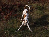 image of ibizan_hound