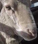 image of animal