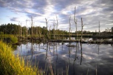 image of wetland