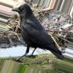 image of bird