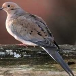 image of bird