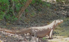 image of komodo_dragon