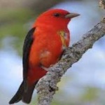 image of bird