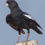 image of bird