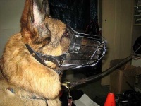 image of muzzle