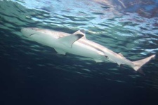 image of tiger_shark