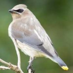 image of bird