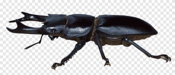 image of animal