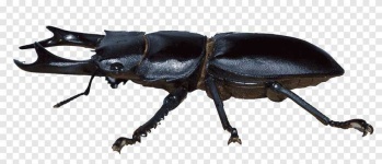 image of beetle #31