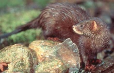 image of mink