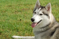 image of eskimo_dog