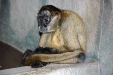 image of spider_monkey #23