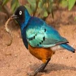 image of bird