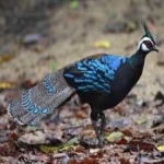 image of bird