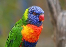 image of lorikeet