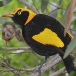 image of regent_bowerbird #13