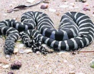 image of sea_snake