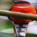 image of red_naped_trogon #21