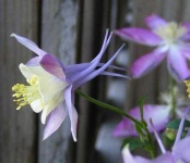 image of flower