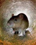 image of rat #3