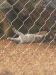 image of snow_leopard