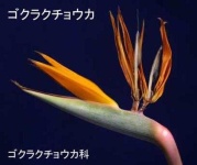 image of bird_of_paradise_flower #80