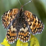 image of animal