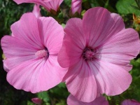 image of flower