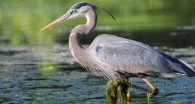 image of heron