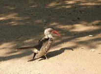 image of hornbill