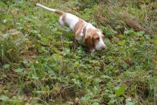 image of basset