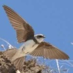 image of bird