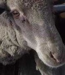 image of animal