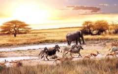 image of savanna