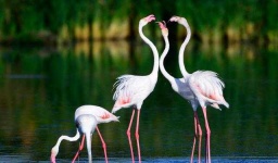 image of animal