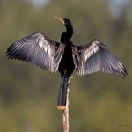 image of bird