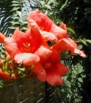 image of flower