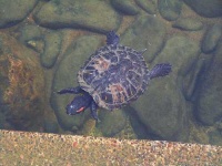 image of terrapin