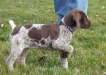 image of german_short_haired_pointer
