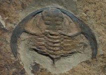 image of trilobite