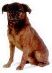 image of brabancon_griffon