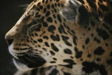 image of jaguar_car