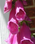 image of flower
