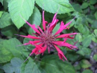 image of flower