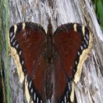 image of animal