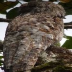 image of bird