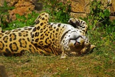 image of jaguar_car