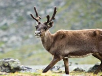 image of animal